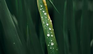 Preview wallpaper drops, grass, macro, dew