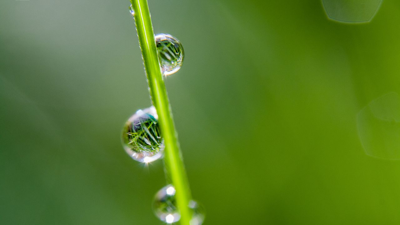 Wallpaper drops, grass, reflection, macro hd, picture, image