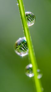 Preview wallpaper drops, grass, reflection, macro
