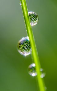 Preview wallpaper drops, grass, reflection, macro