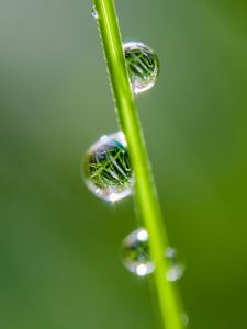 Preview wallpaper drops, grass, reflection, macro