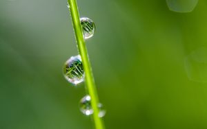 Preview wallpaper drops, grass, reflection, macro