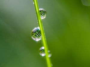 Preview wallpaper drops, grass, reflection, macro