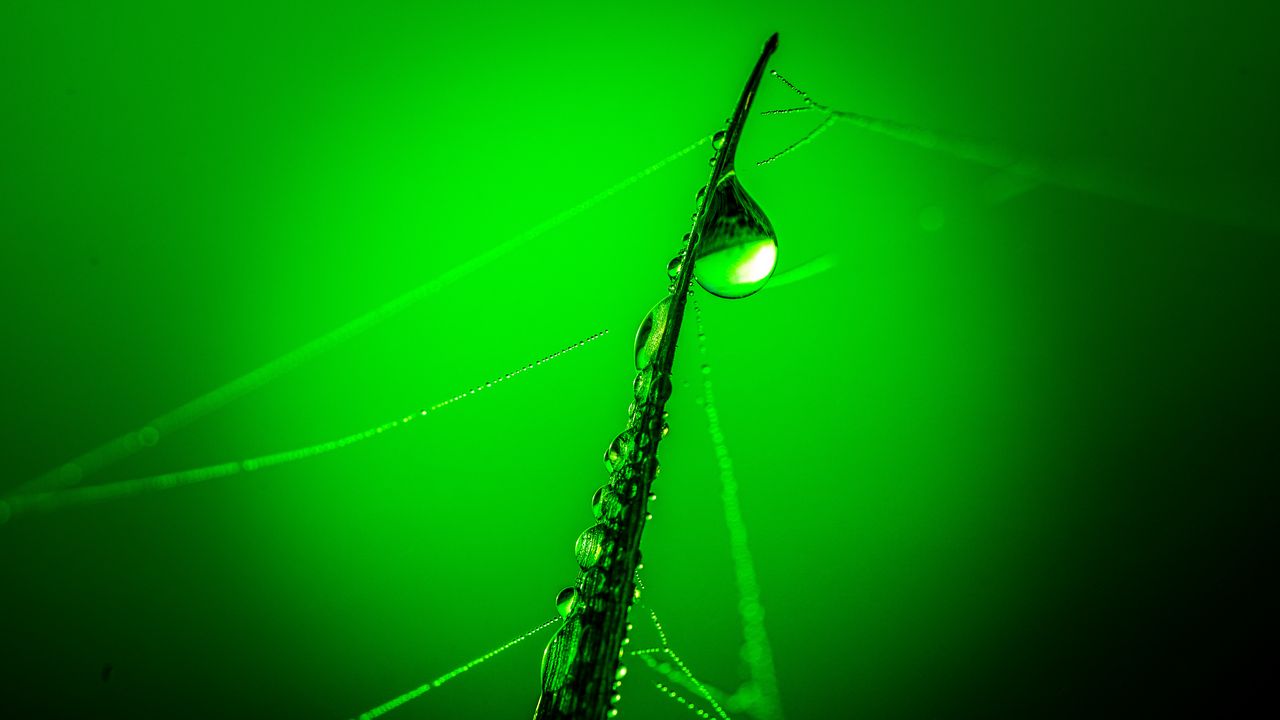 Wallpaper drops, grass, web, macro, green