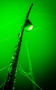 Preview wallpaper drops, grass, web, macro, green