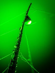 Preview wallpaper drops, grass, web, macro, green