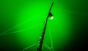 Preview wallpaper drops, grass, web, macro, green