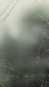 Preview wallpaper drops, holes, dew, close-up, web, gossamer