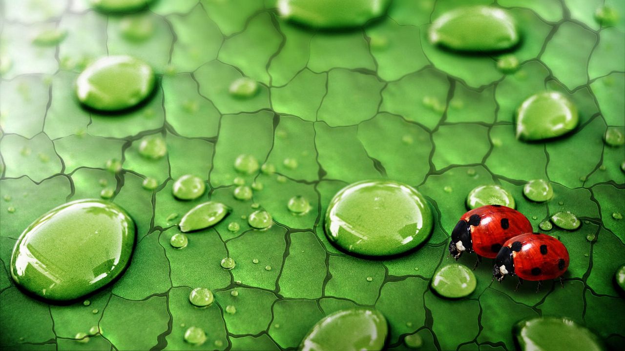 Wallpaper drops, ladybugs, couple, grass, surface