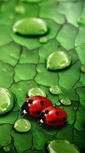 Preview wallpaper drops, ladybugs, couple, grass, surface