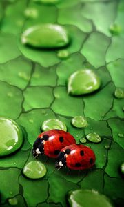 Preview wallpaper drops, ladybugs, couple, grass, surface