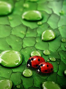 Preview wallpaper drops, ladybugs, couple, grass, surface