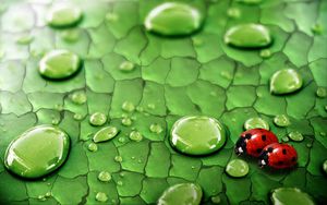 Preview wallpaper drops, ladybugs, couple, grass, surface