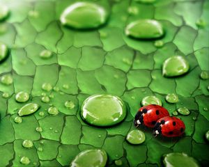 Preview wallpaper drops, ladybugs, couple, grass, surface