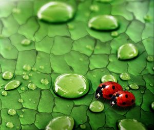 Preview wallpaper drops, ladybugs, couple, grass, surface