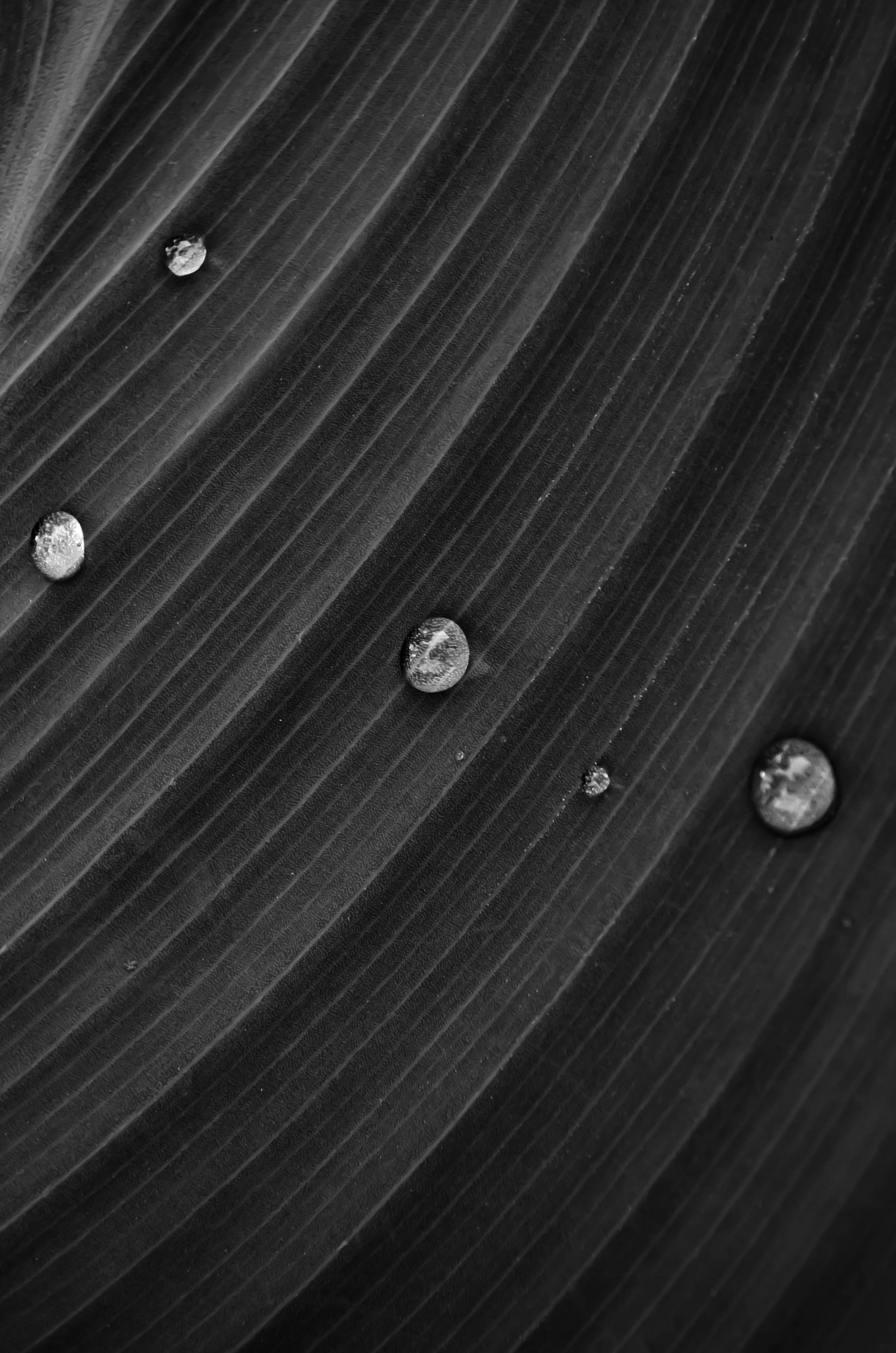 Download wallpaper 2730x4122 drops, leaf, bw, water hd background