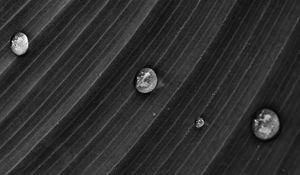 Preview wallpaper drops, leaf, bw, water