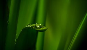 Preview wallpaper drops, leaf, macro, water, plant