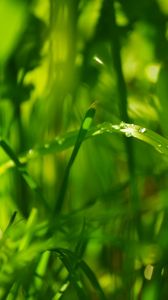 Preview wallpaper drops, leaves, grass, dew, green, bright