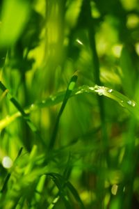 Preview wallpaper drops, leaves, grass, dew, green, bright