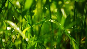 Preview wallpaper drops, leaves, grass, dew, green, bright