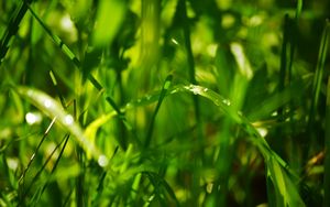 Preview wallpaper drops, leaves, grass, dew, green, bright