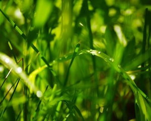 Preview wallpaper drops, leaves, grass, dew, green, bright