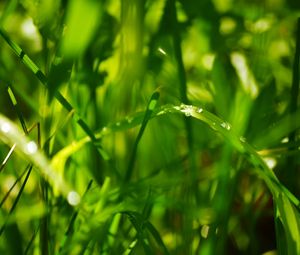 Preview wallpaper drops, leaves, grass, dew, green, bright