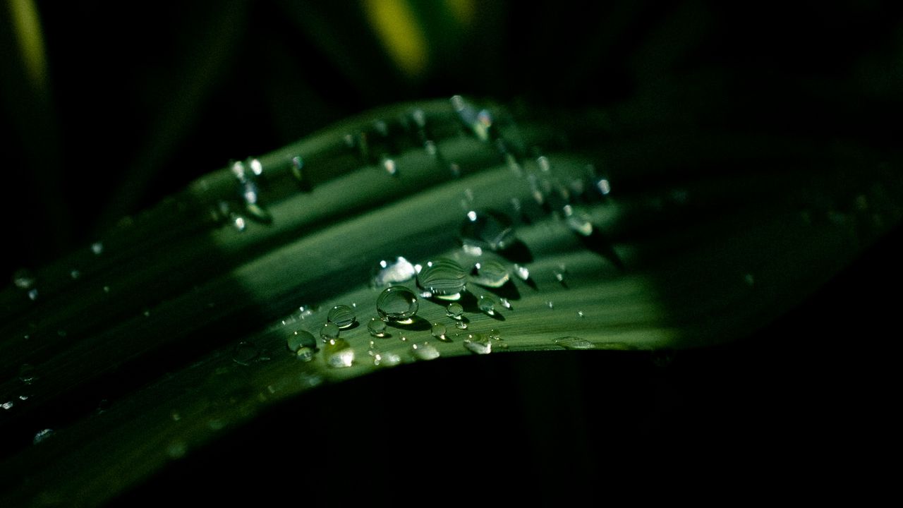Wallpaper drops, leaves, macro, light, dark