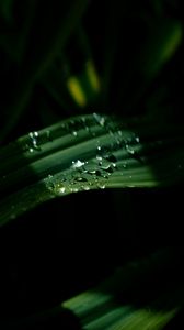 Preview wallpaper drops, leaves, macro, light, dark