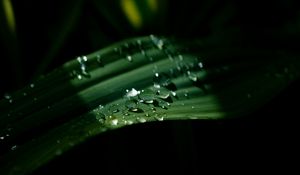Preview wallpaper drops, leaves, macro, light, dark