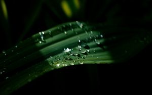 Preview wallpaper drops, leaves, macro, light, dark