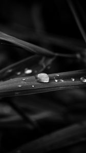 Preview wallpaper drops, leaves, macro, rain, black and white