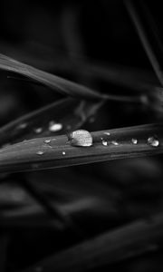 Preview wallpaper drops, leaves, macro, rain, black and white