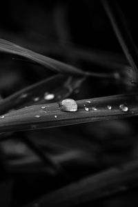 Preview wallpaper drops, leaves, macro, rain, black and white