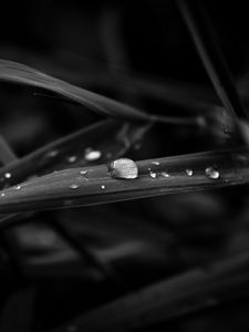 Preview wallpaper drops, leaves, macro, rain, black and white