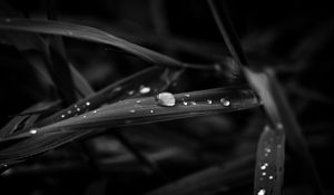 Preview wallpaper drops, leaves, macro, rain, black and white