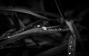 Preview wallpaper drops, leaves, macro, rain, black and white