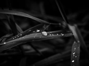 Preview wallpaper drops, leaves, macro, rain, black and white