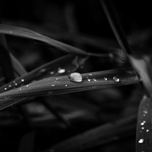 Preview wallpaper drops, leaves, macro, rain, black and white