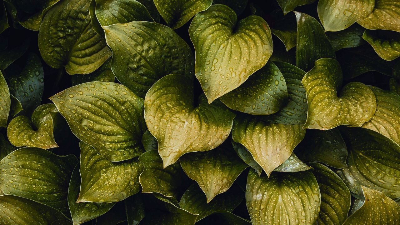 Wallpaper drops, leaves, plant