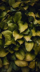 Preview wallpaper drops, leaves, plant