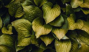Preview wallpaper drops, leaves, plant