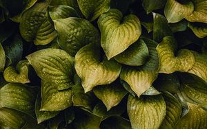 Preview wallpaper drops, leaves, plant
