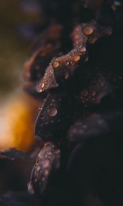 Preview wallpaper drops, macro, blurred