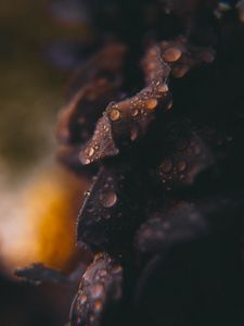 Preview wallpaper drops, macro, blurred
