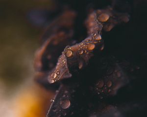 Preview wallpaper drops, macro, blurred