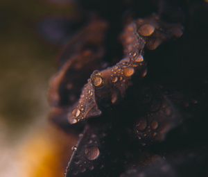 Preview wallpaper drops, macro, blurred
