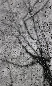 Preview wallpaper drops, macro, bw, moisture, rain