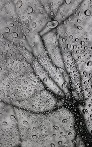 Preview wallpaper drops, macro, bw, moisture, rain